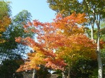 syouwakouen 015.jpg