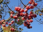 syouwakouen 027.jpg
