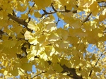 syouwakouen 042.jpg